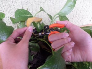 Forbici Giardinaggio Bonsai Dita Libere